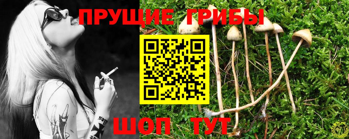 где можно купить наркотик  Вход с VPN  Светлоград  Галлюциногенные грибы Magic Shrooms  Галлюциногенные грибы Magic Shrooms 